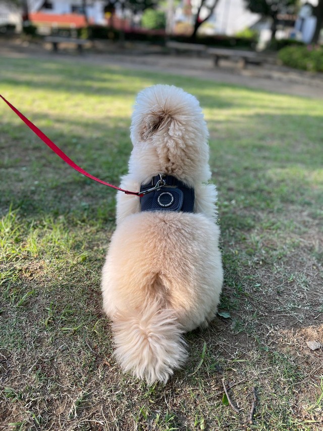 背中に尻尾の跡がついたところ＝ぺんたさん（@penta_pomepu）提供