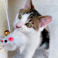 ネズミさんゲット＝mike_dedenneさん提供
