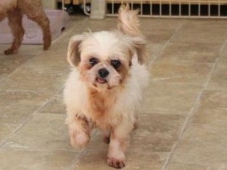 人懐っこい保護犬たち、「希望者増えている」　横浜の保護団体