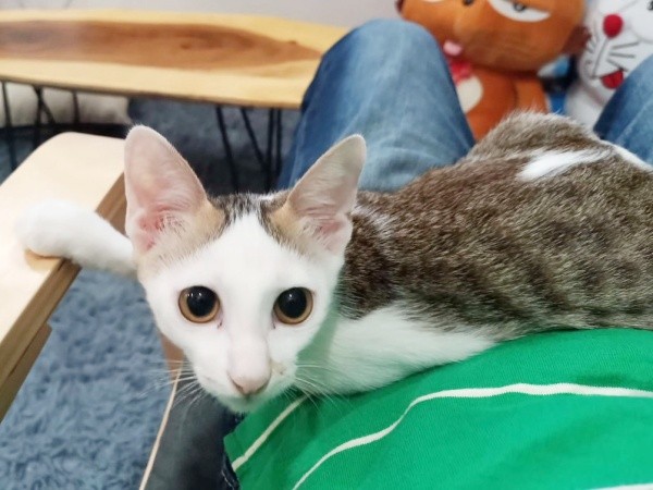 マルちゃんと一緒に暮らし始めて1年の記録（画像提供：越南猫の日本暮らしさん）