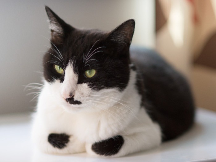 「元ノラを元ヤンとごっちゃにしてないか？」（小林写函撮影）