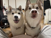 先輩犬、シルビアちゃん（左）と一緒にキラキラのお目々でオヤツを見つめるシャンテちゃん（右）。カメムシ、おシルちゃんは食べなかったそうです（画像提供：ハマジさん）