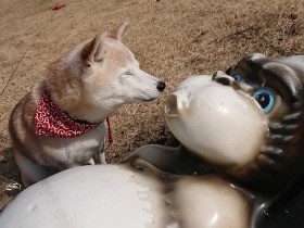 公園でゴリラとデート!?　柴犬さんの決定的瞬間〈sippoおもしろ写真〉