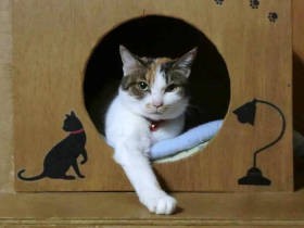 失った猫にそっくりな捨て猫　家族みんなに可愛がられ、姫に成長