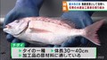 チダイの加工でサンマの不漁を補う