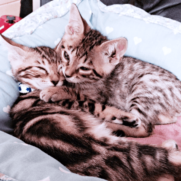 ぴったりと身を寄せ合う（左から）かるびさんとはらみさん（画像提供：べじたりあん。）