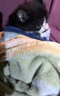 用水から保護された子猫…なぜそんな場所に？（ hinataboccoさん提供、Xよりキャプチャ撮影）