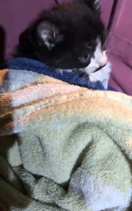 用水から保護された子猫…なぜそんな場所に？（ hinataboccoさん提供、Xよりキャプチャ撮影）