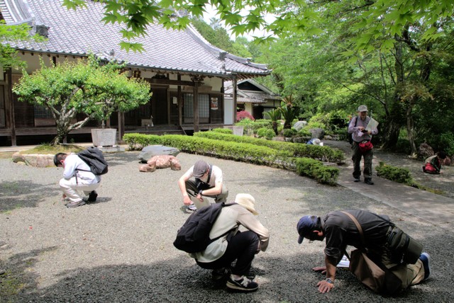 境内に落ちている桜石を探す参加者ら（亀岡市薭田野町・積善寺）
