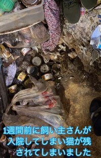 飼い主さんが緊急入院。取り残された猫をレスキューへ(保護ボランティア「コア」さん提供、Instagramよりキャプチャ撮影)