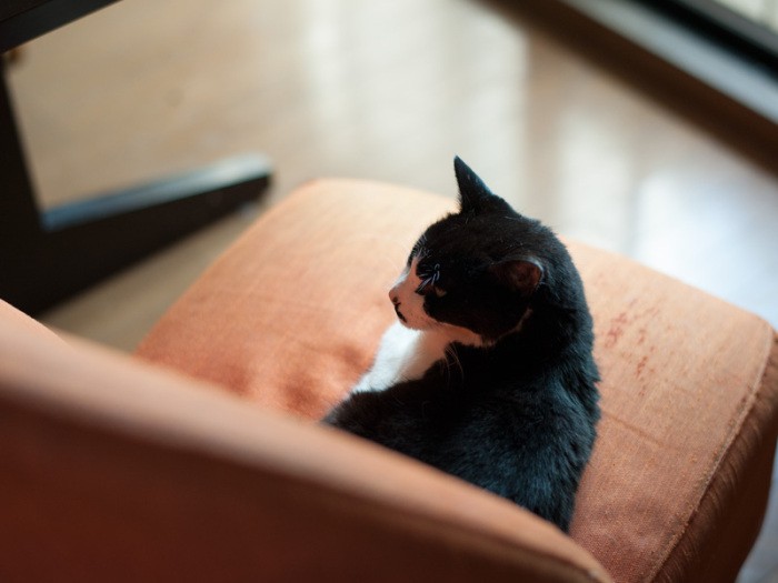 「ソファのキズは僕が引っ掻いたんじゃないよ」（小林写函撮影）