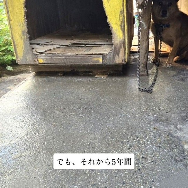 犬小屋が置かれていたのは、通行人から見えにくい家の裏庭だった（「一般社団法人りぼん動物保護団体【公式】」さん提供、Instagramよりキャプチャ撮影）