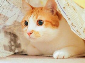 Stay Home！こんなときこそ大掃除 MIX猫「レオン」