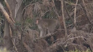 【速報】宮城・塩釜市の住宅街にまたサル出没　１２月に入って目撃５件目　警察がパトロール強化