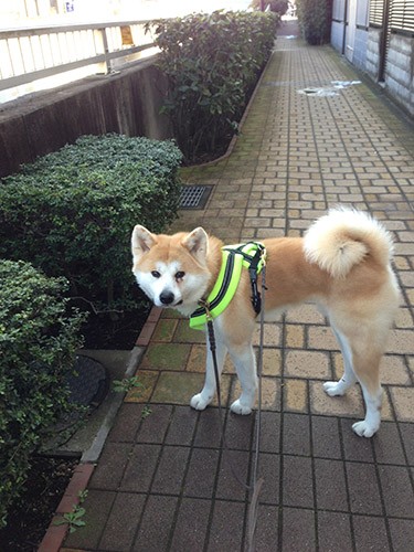 犬のお世話のボランティアで出会った秋田犬の「矢印くん」