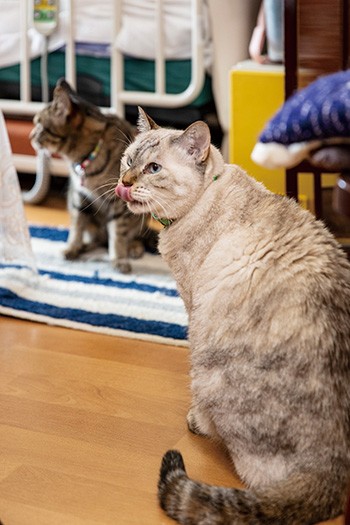 ハナ（手前）とミヨ