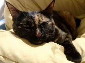 ワガママ猫が激変！　赤ちゃんに天下を取られてしょんぼり…