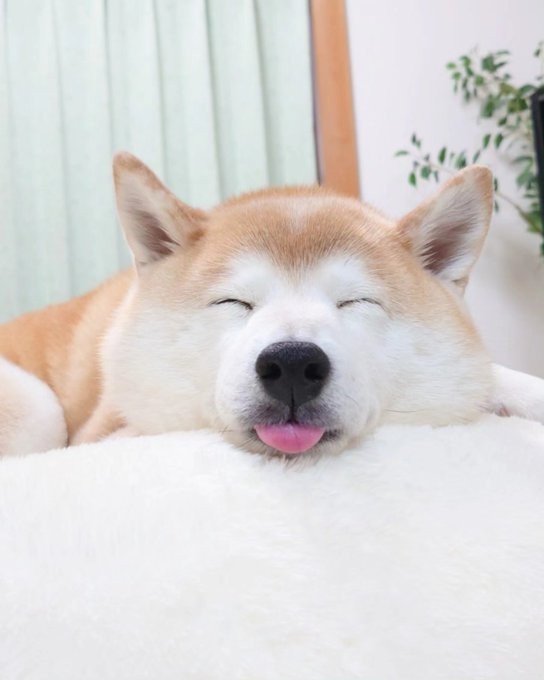 「よく舌を出して寝ています」（提供：柴犬チャーミーさん）