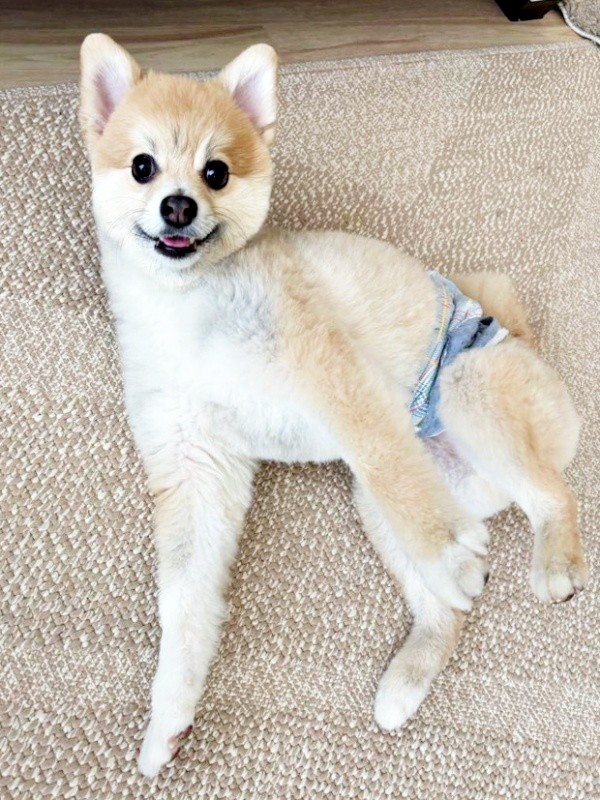 ごろーんするぱるくん（画像提供：でかポメのぱるさん）