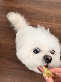 いただきま～す！！（かわいいぬさん提供）