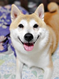 にっこり笑顔が愛らしいらいとくん（画像提供：柴犬らいと（巨柴）＆夜盲 章さん）