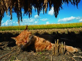 猫の言うこと聞いてみようよ　岩合光昭さんが語る猫ブームの背景