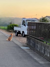 「軽トラから大事な人が降りてくるのを待っている忠犬」の感動的な姿……のように見えますが実は……（画像提供：柴犬ふう太さん @fufufufufu_ta）