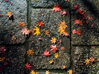 自分で選んで戻ってきた京都が、私の帰る場所でありますように