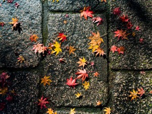 自分で選んで戻ってきた京都が、私の帰る場所でありますように