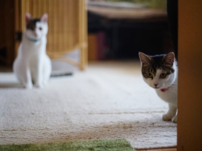 家族は大好き、お客さんはちょっと苦手