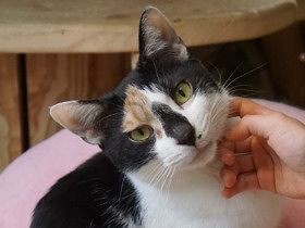 家を２度失ったオスの三毛猫　人懐っこく保護猫カフェの人気者に