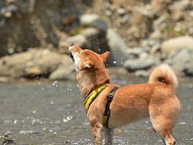 冷たくて気持ちいい！　柴犬「なの」、川遊び中のベストショット