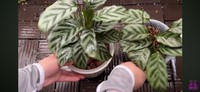 植え替え完了／「くまパン園芸 KOBI's Houseplants Life」（@kumapan）提供