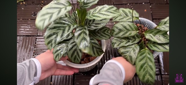 植え替え完了／「くまパン園芸 KOBI's Houseplants Life」（@kumapan）提供