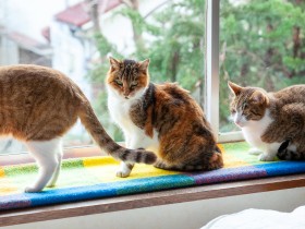 17年一緒に過ごした猫「くま」が逝った　別れのとき、鼻先をなで耳の感触を確かめた