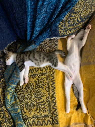 兄弟一緒で安心したのか、家にきてすぐ２匹でのびのび（うえみさん提供）