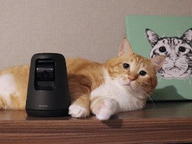 癒やしと安心感をくれるペットカメラは、猫を愛する飼い主のマストアイテム！