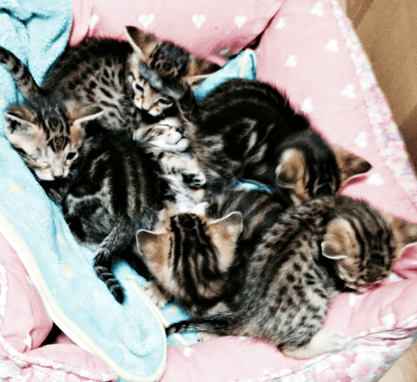 身を寄せ合う6匹の子猫たち（画像提供：べじたりあん。）