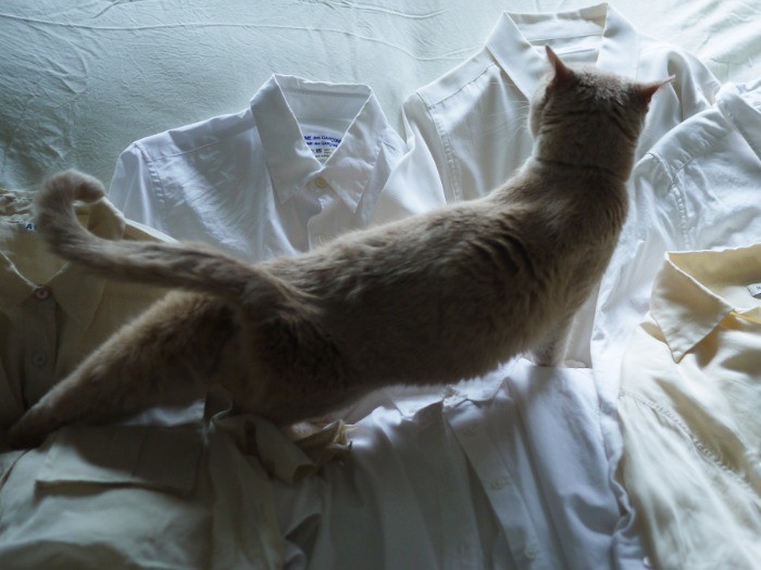 白い山脈を横断中。