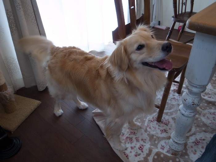 で、おやつはまだかしら？