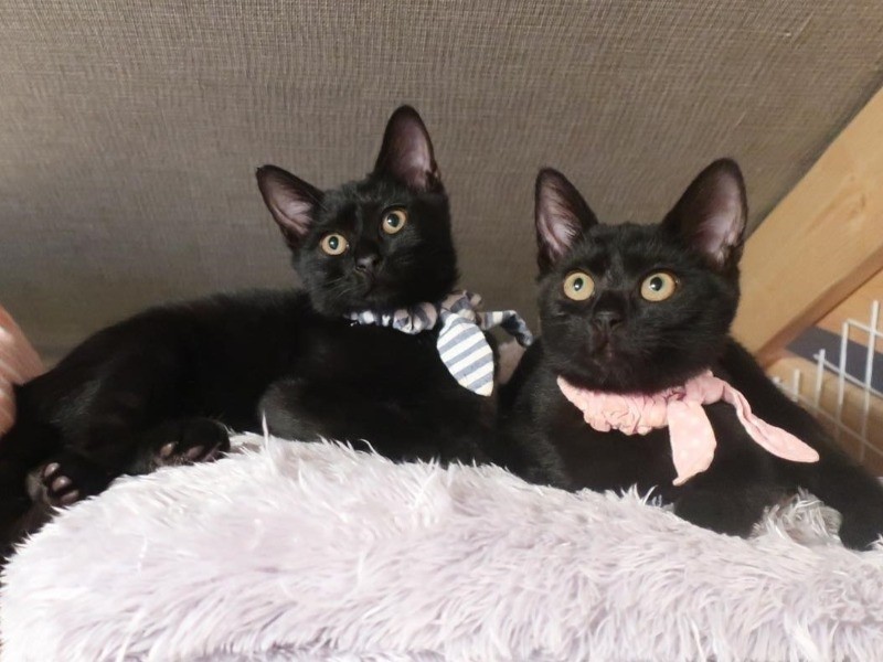 オータムとフォールは仲良し兄妹（LOVE & Co.提供）