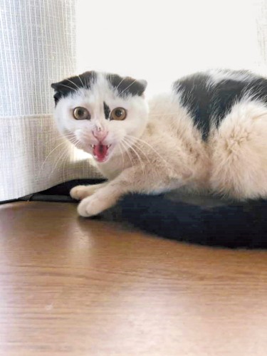 多頭飼育崩壊現場から保護された直後のハンナちゃん（写真提供・goens）