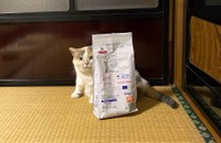 夕飯を見た瞬間、ねねちゃんの眉間のシワは消失。ネコ用フードをもりもり食べていたそうです（提供：なつめさん）