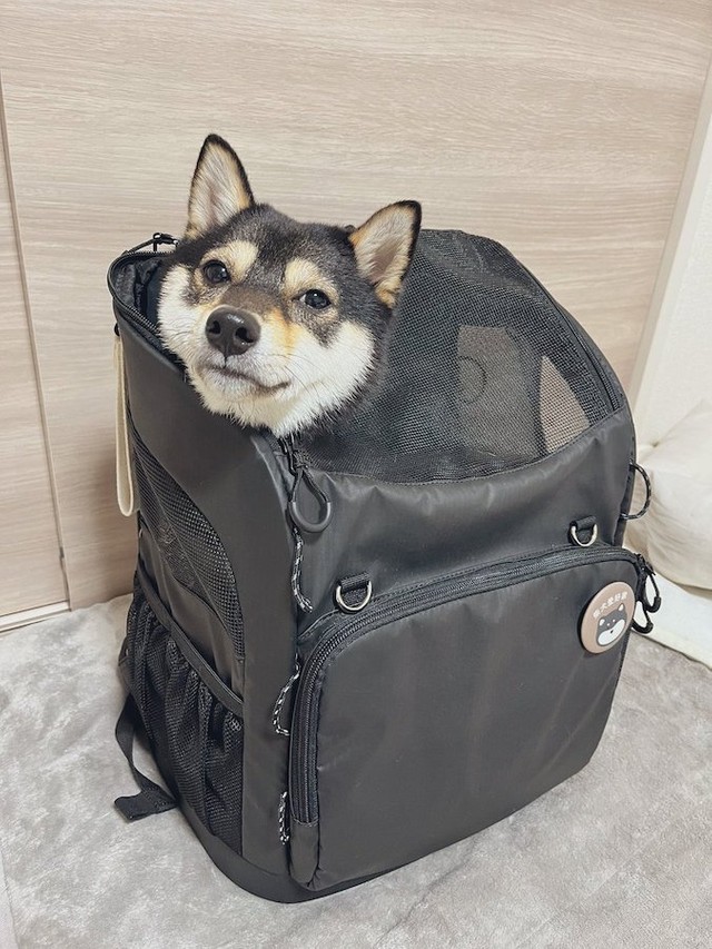 災害避難時やお出かけ時に備えてペット用リュックに入るトレーニング中、寝落ちしてしまった黒い豆柴、煮豆くん（画像提供：【黒豆柴】煮豆さん @nimame_0130）