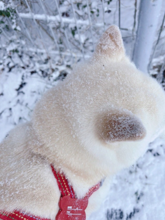降り積もる雪と可愛いお耳（提供：たまgo（白柴ゆき）さん）