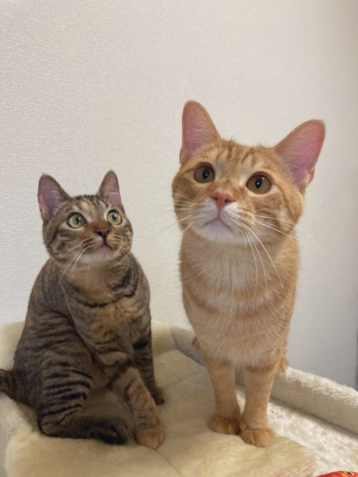 おはぎちゃん（左）とこちゃぼくん