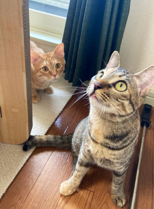 飼い主さんの愛を一身に受ける日々