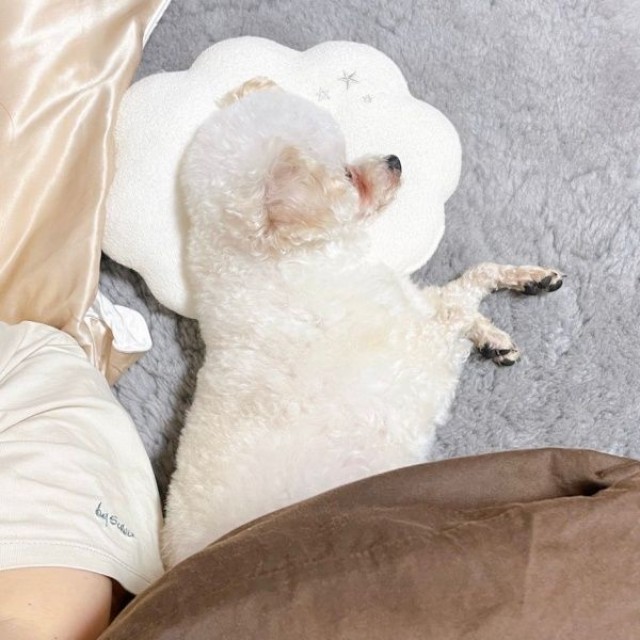 赤ちゃん用の枕で眠るにこちゃん（画像提供：ひつじにこさん）
