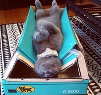 つぶれた車の上で仰向けになって眠る空くん（画像提供：kurokoさん）