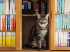 わが家に戻ってきた猫「ミー」　なでているとおなかにしこりが…翌日病院へ